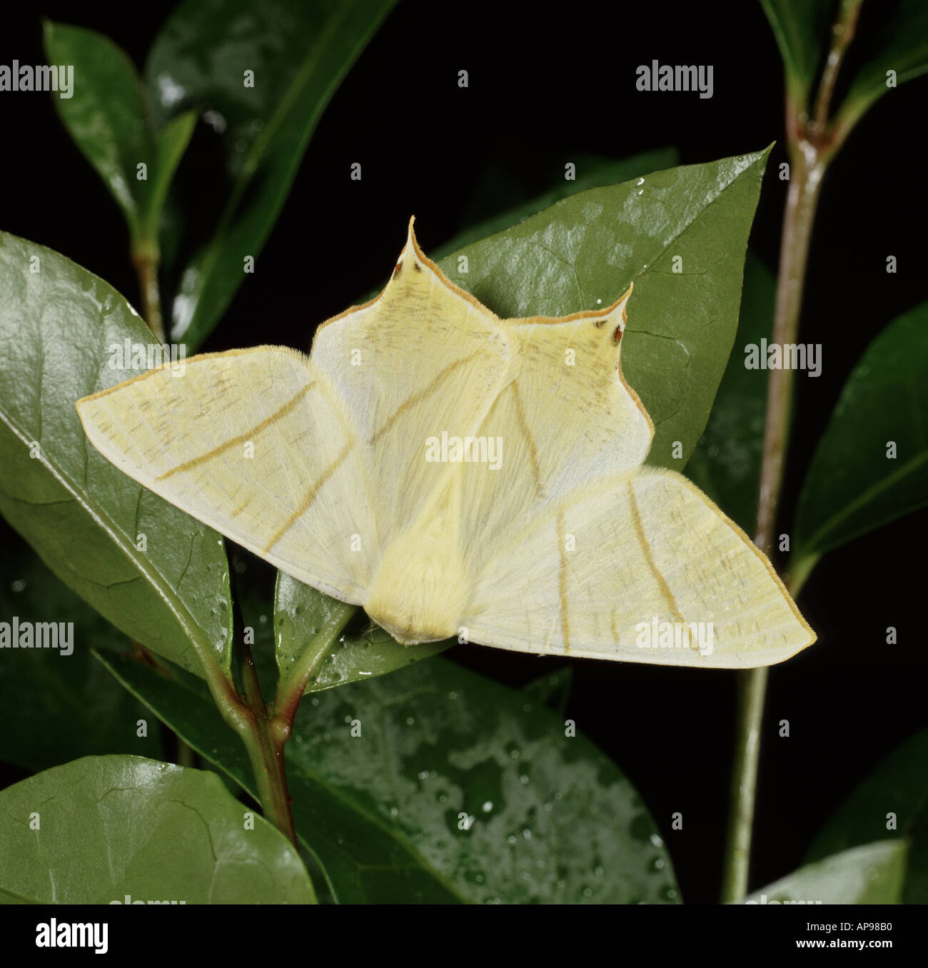 Ourapteryx sambucaria papillon à queue fourchue Banque D'Images