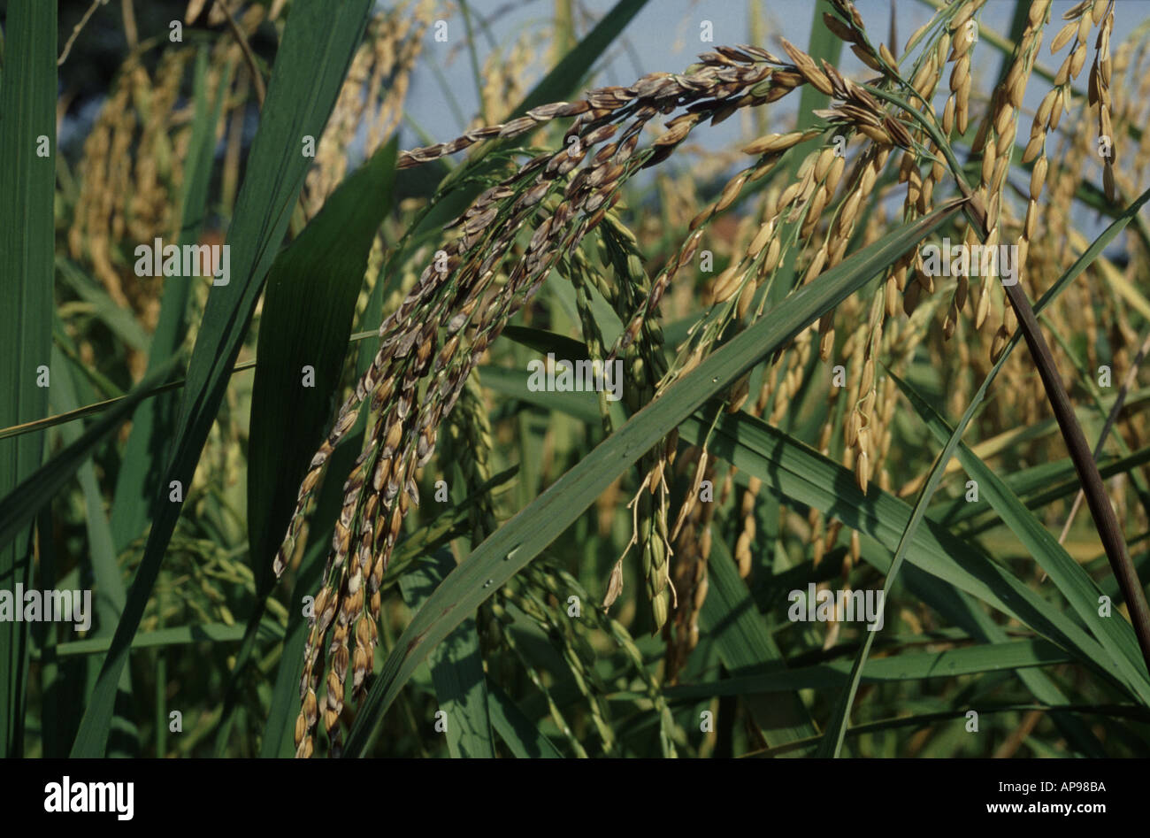 Gaine de riz oreille pourriture Sarocladium oryzae close up Brésil Photo  Stock - Alamy