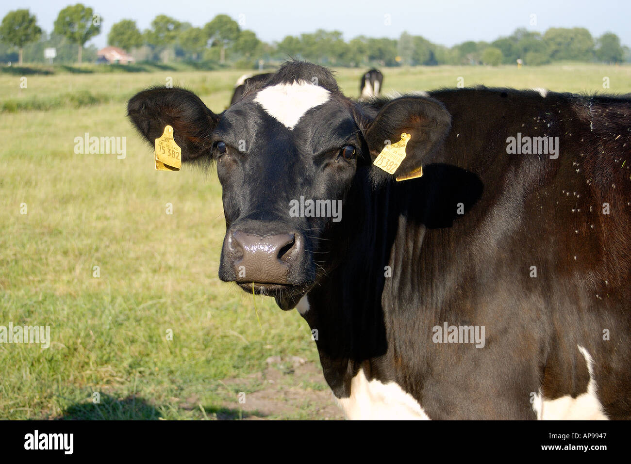 Vache blanche noire Banque de photographies et d’images à haute