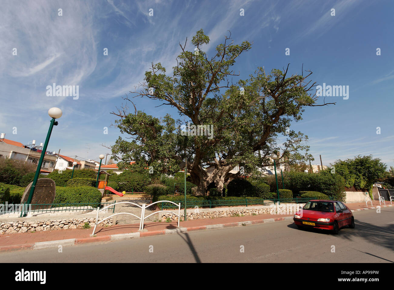 La plaine côtière d'Israël Ficus Sycomorus sycomore à Ramat Gan Banque D'Images