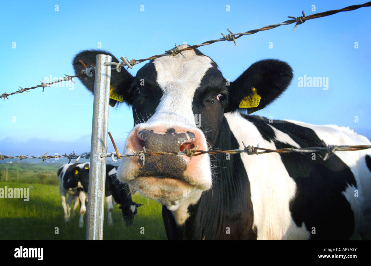 Une vache laitière en noir et blanc derrière une clôture en fil barbelé les élevages laitiers NOUVEAU LE BIEN-ÊTRE DES ANIMAUX D'AGRICULTURE PRODUCTION ALIMENTAIRE UK Banque D'Images