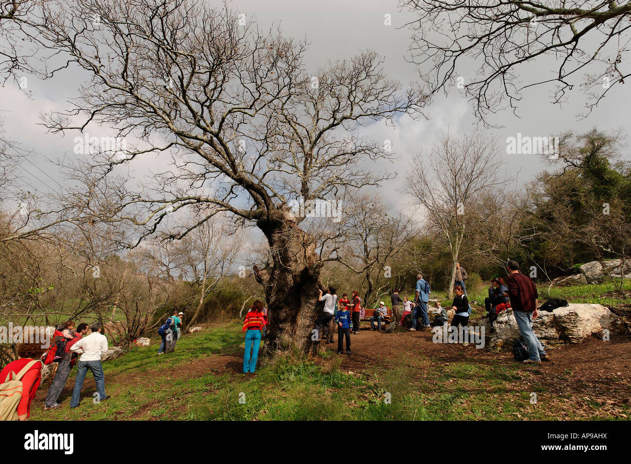 Israël la basse Galilée le Mont Thabor Oak Quercus ithaburensis arbre dans Tivon Banque D'Images