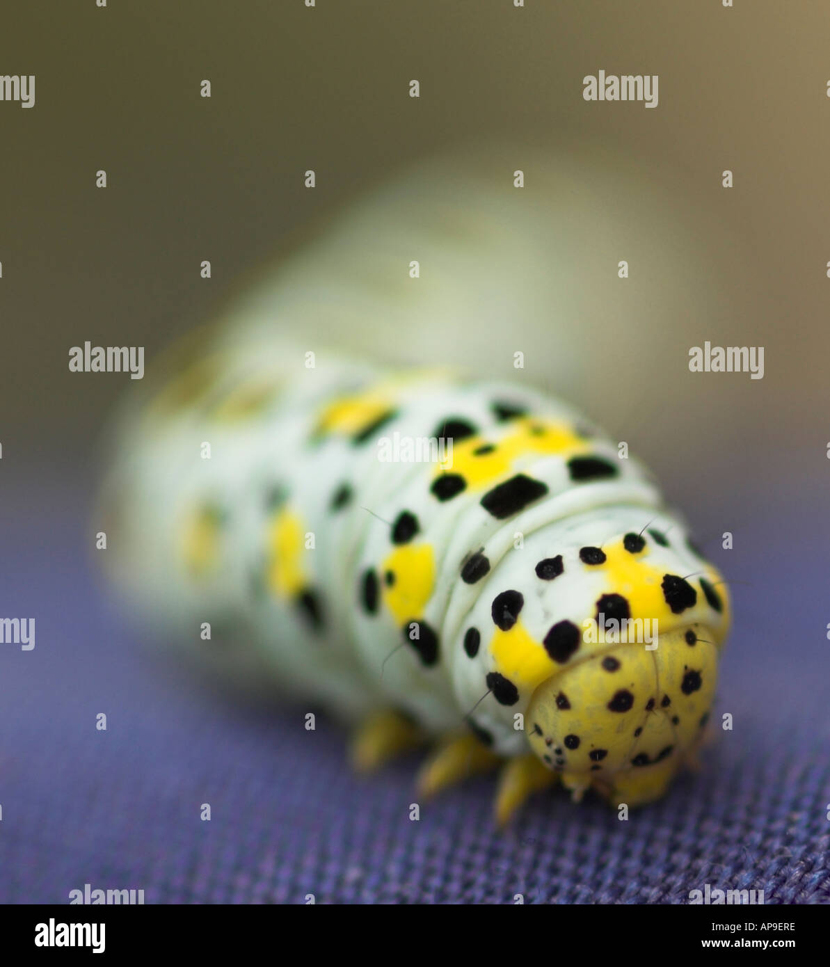 Mullein Cucullia verbasci moth Caterpillar Banque D'Images