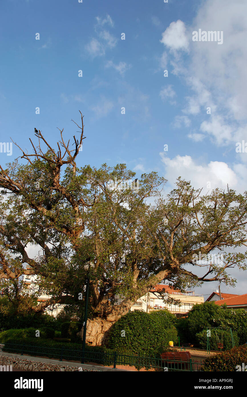 La plaine côtière d'Israël Ficus Sycomorus sycomore à Ramat Gan Banque D'Images