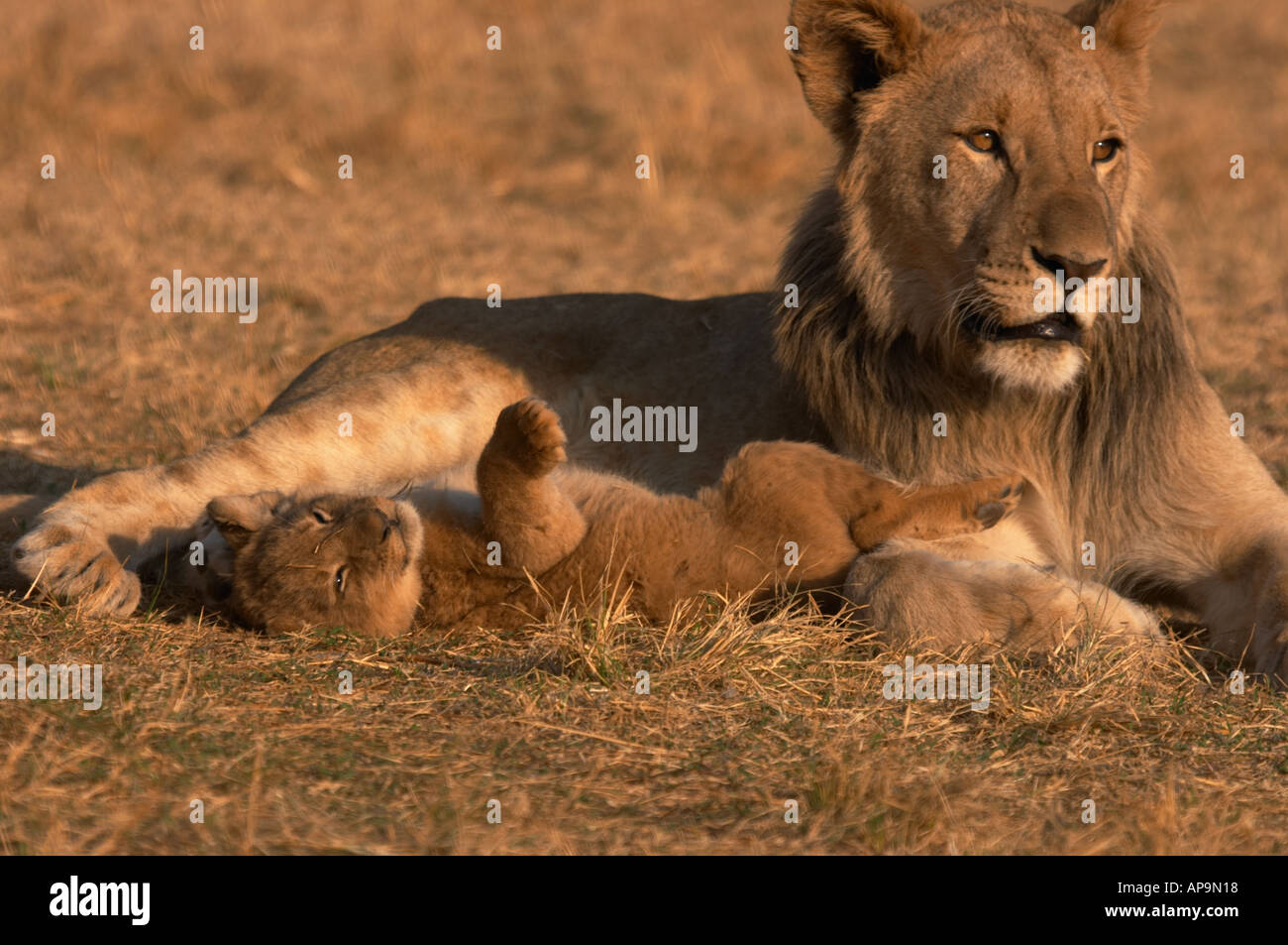 Les jeunes adultes de sexe masculin avec un lion cub Banque D'Images