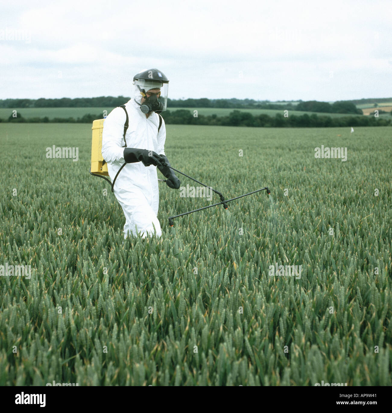 Travailleur en recherche dans des vêtements de sécurité complète l'application chimique expérimental de la récolte de blé à Banque D'Images