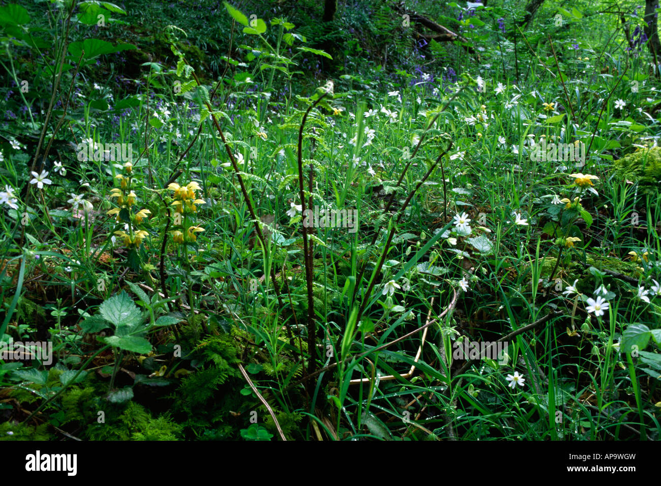 Flore des bois jaune avec Archange, une plus grande, jacinthes, stellaire à etc, la floraison. Powys, Pays de Galles. Banque D'Images