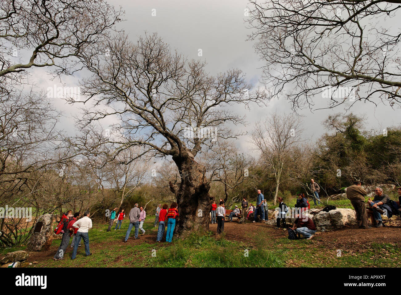 Israël la basse Galilée le Mont Thabor Oak Quercus ithaburensis arbre dans Tivon Banque D'Images