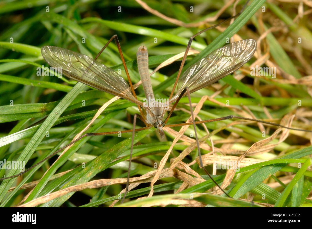 Une tipule Tipula sp insecte adulte sur pâturage de graminées Banque D'Images