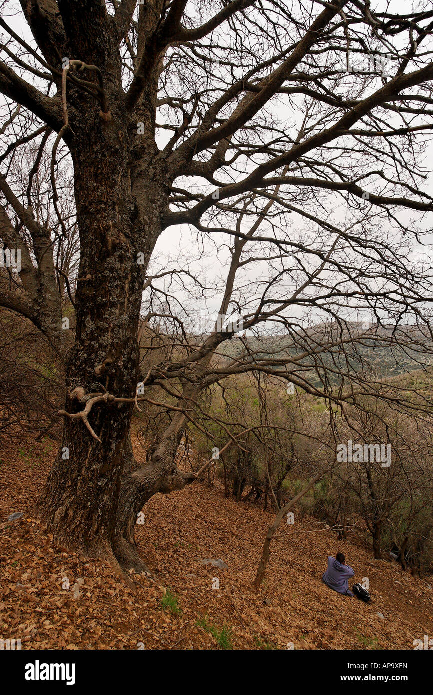 Les hauteurs du Golan Turkish Oak Quercus cerris sur le mont Hermon Banque D'Images