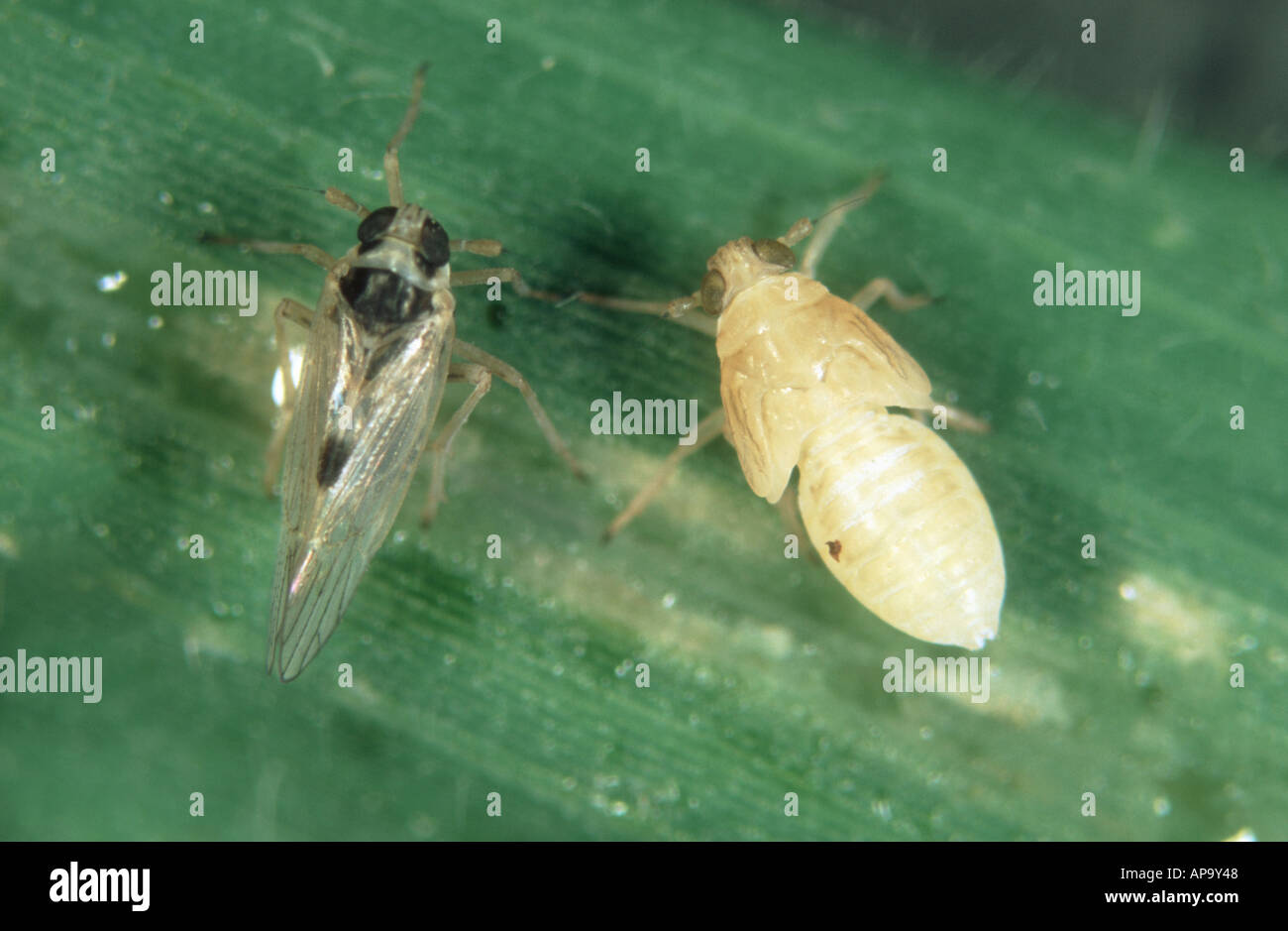 La cicadelle brune petit Laodelphax striatella adultes ailés sur plant de riz Banque D'Images