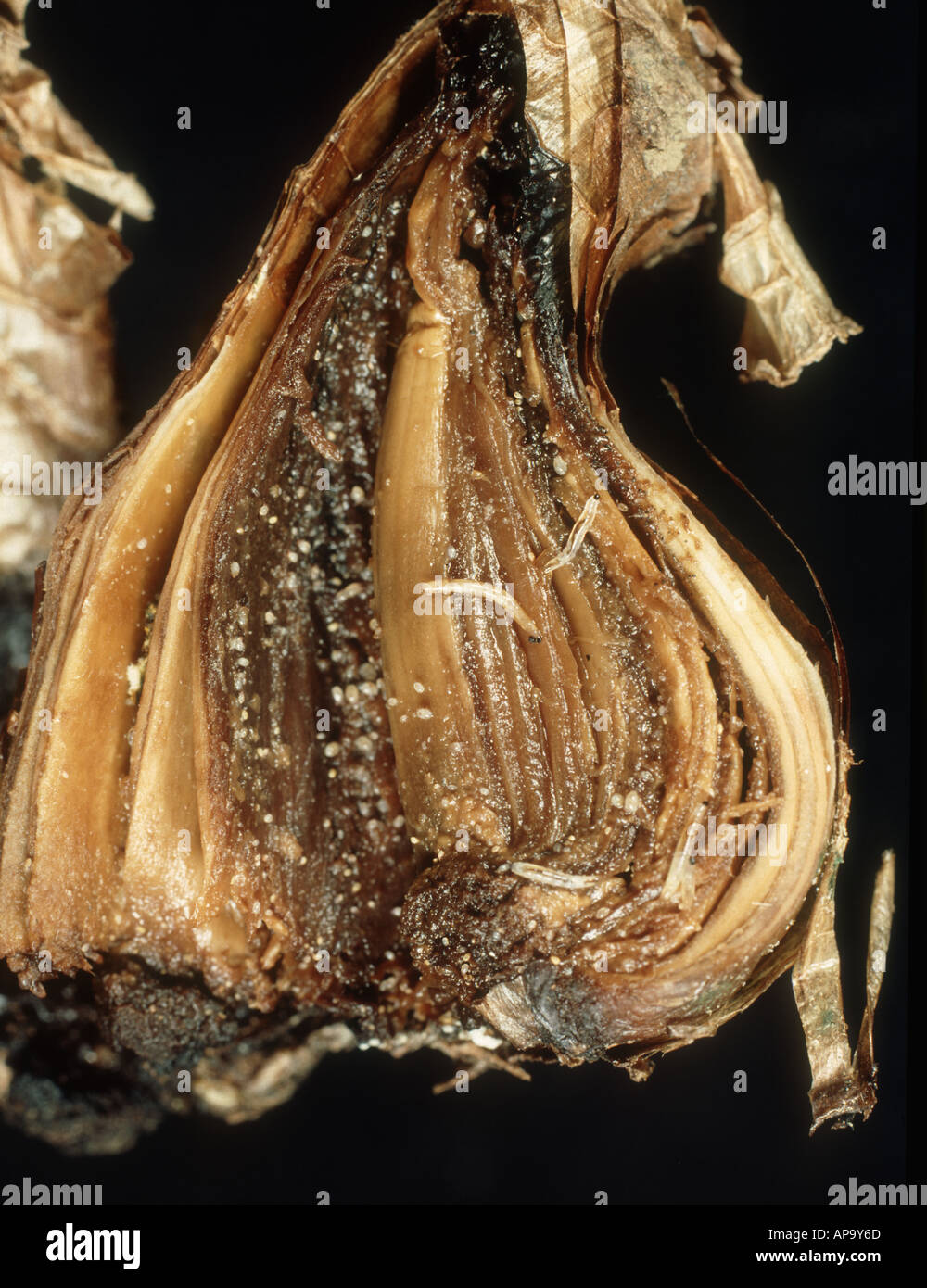 Mouche des terreaux terreaux ou Lycoriella spp. larves avec 2ndry'infestation dans l'ampoule Narcisse Banque D'Images