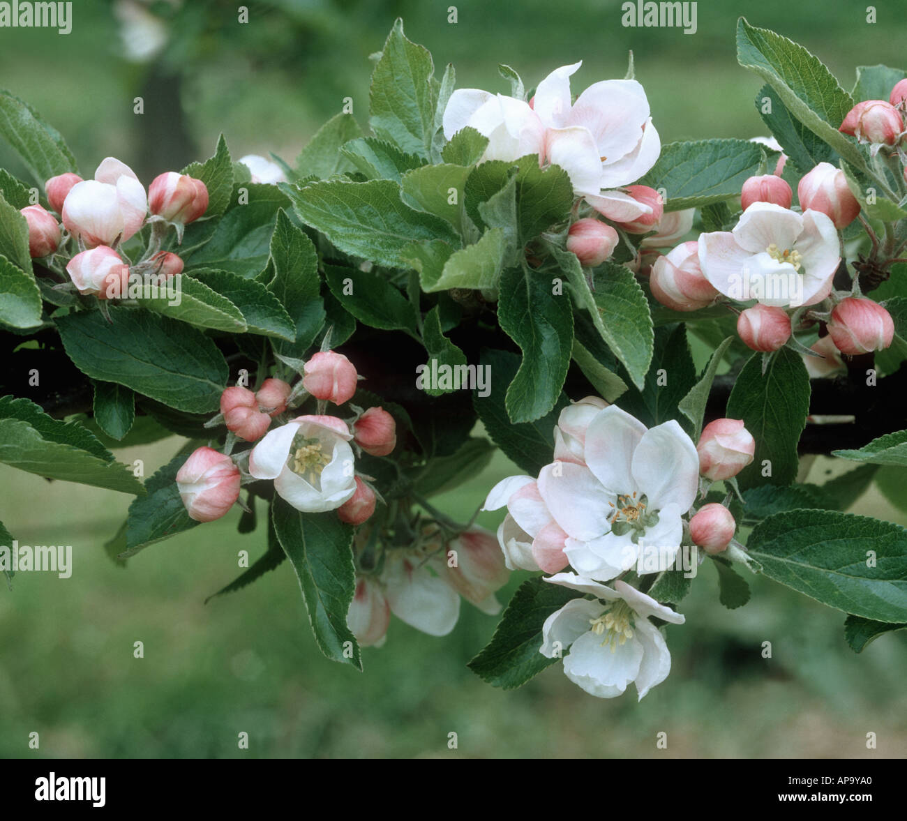 Apple Blossom avec bouton rose fleurs king ouvrir dans un verger du Kent Banque D'Images