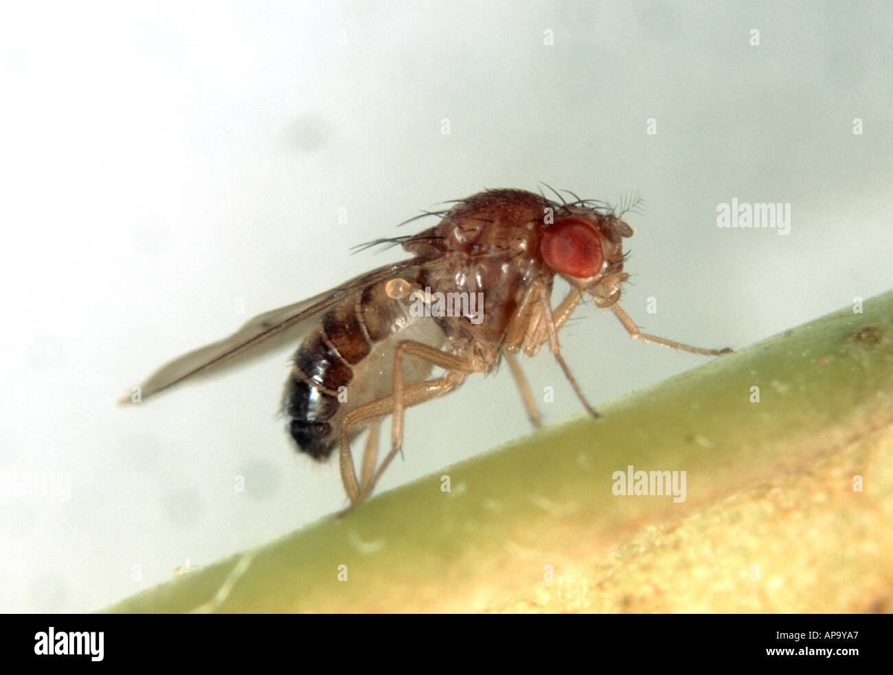 Des profils mouche à fruit Drosophila sp un genre utilisé dans des expériences de leur cycle de reproduction rapide Banque D'Images