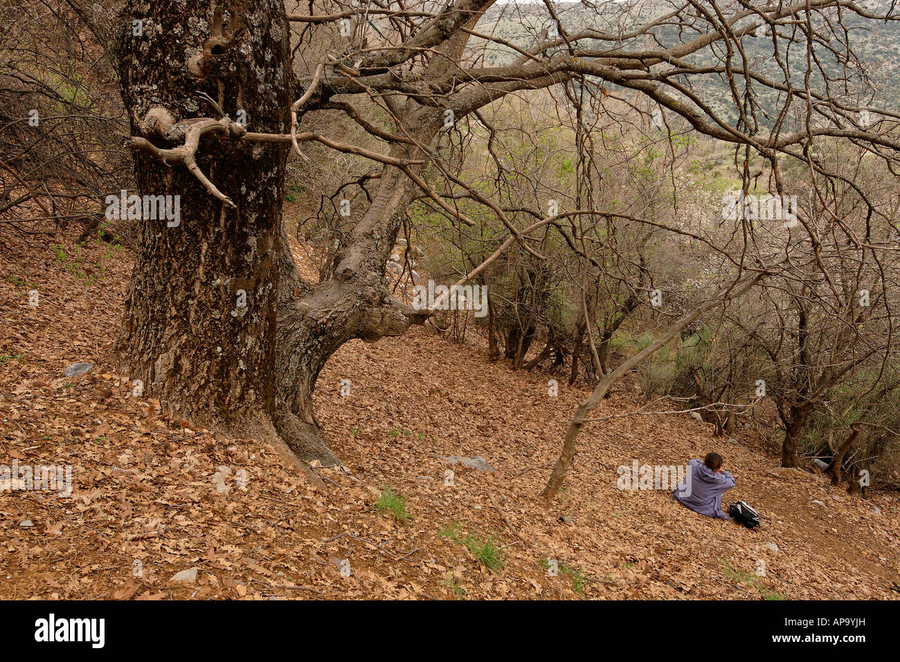 Les hauteurs du Golan Turkish Oak Quercus cerris sur le mont Hermon Banque D'Images