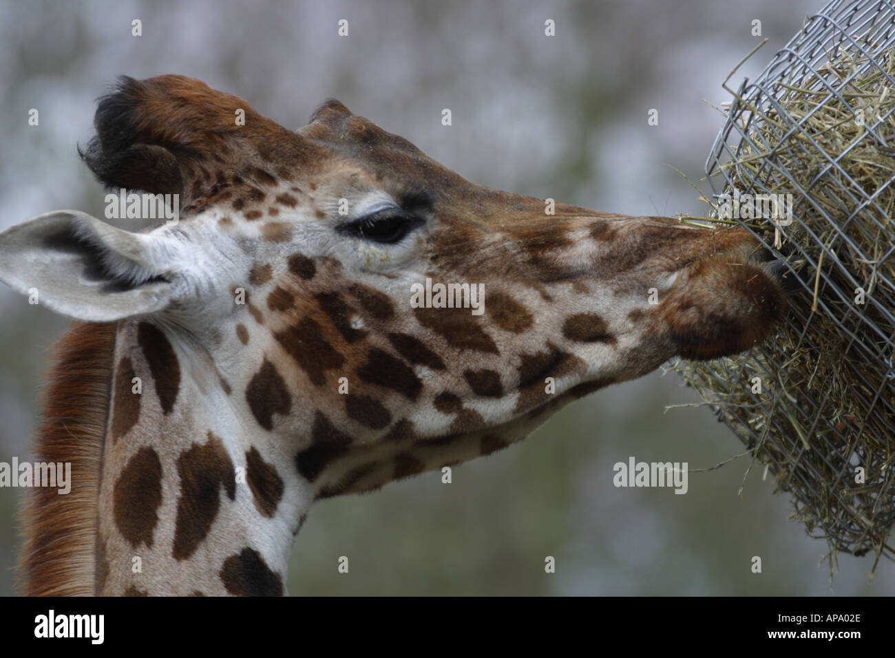 GIRAFE AU ZOO Banque D'Images