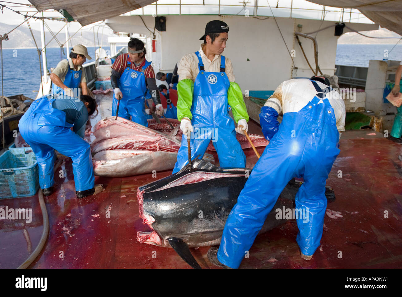L'équipage des navires de pêche japonais et le nettoyage de coupe le plus précieux thon rouge pour la pêche commerciale dans le monde de l'Est , Mediterra Banque D'Images