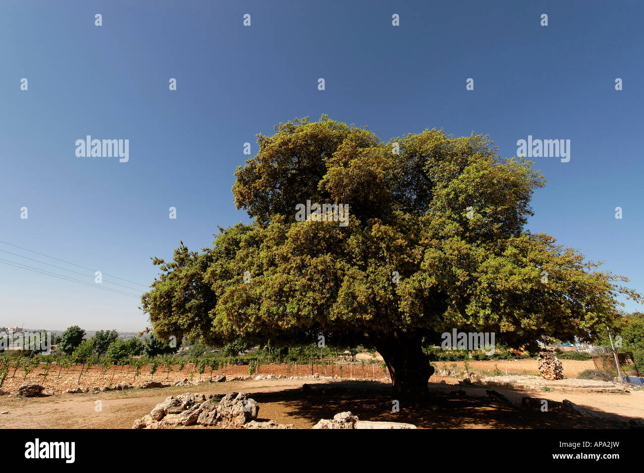 La Judée chêne kermès Quercus Caliprinos de Gush Etzion Banque D'Images
