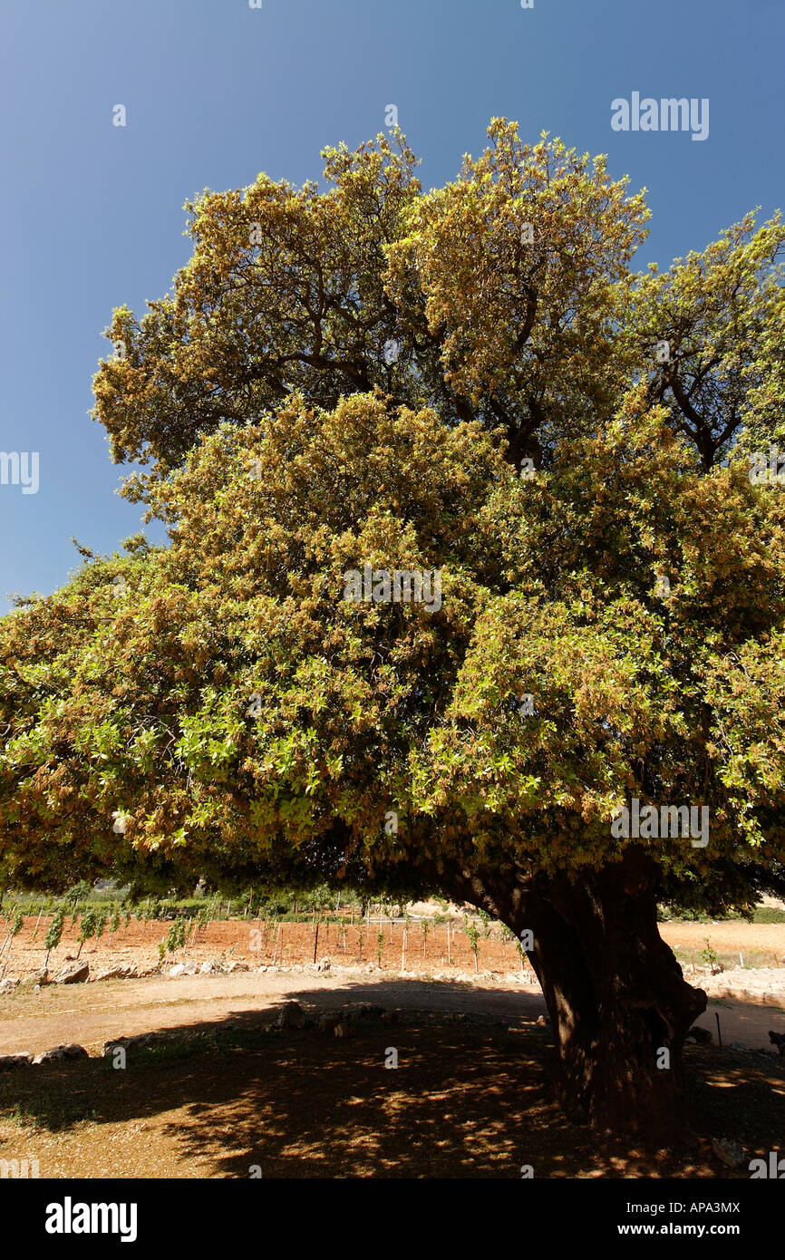 La Judée chêne kermès Quercus Caliprinos de Gush Etzion Banque D'Images