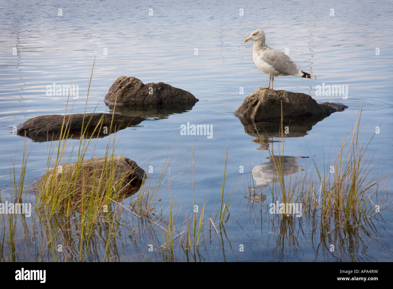 Sea Gull, oiseaux marins, la vie dans l'océan, du littoral, de l'eau salée, marina, l'eau, la faune, l'océan, marée haute, oiseau, réflexions Banque D'Images