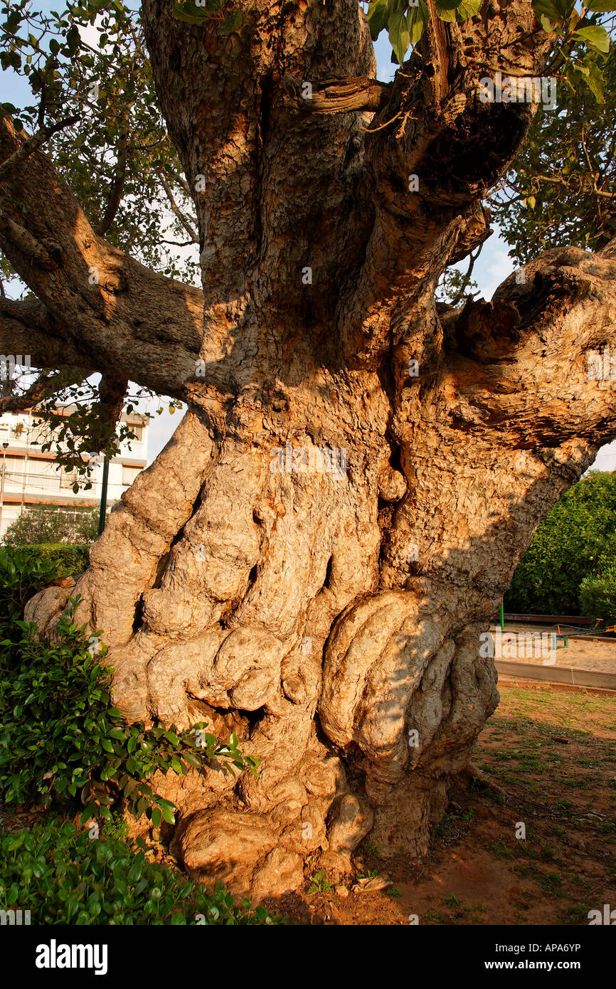 La plaine côtière d'Israël Ficus Sycomorus sycomore à Ramat Gan Banque D'Images