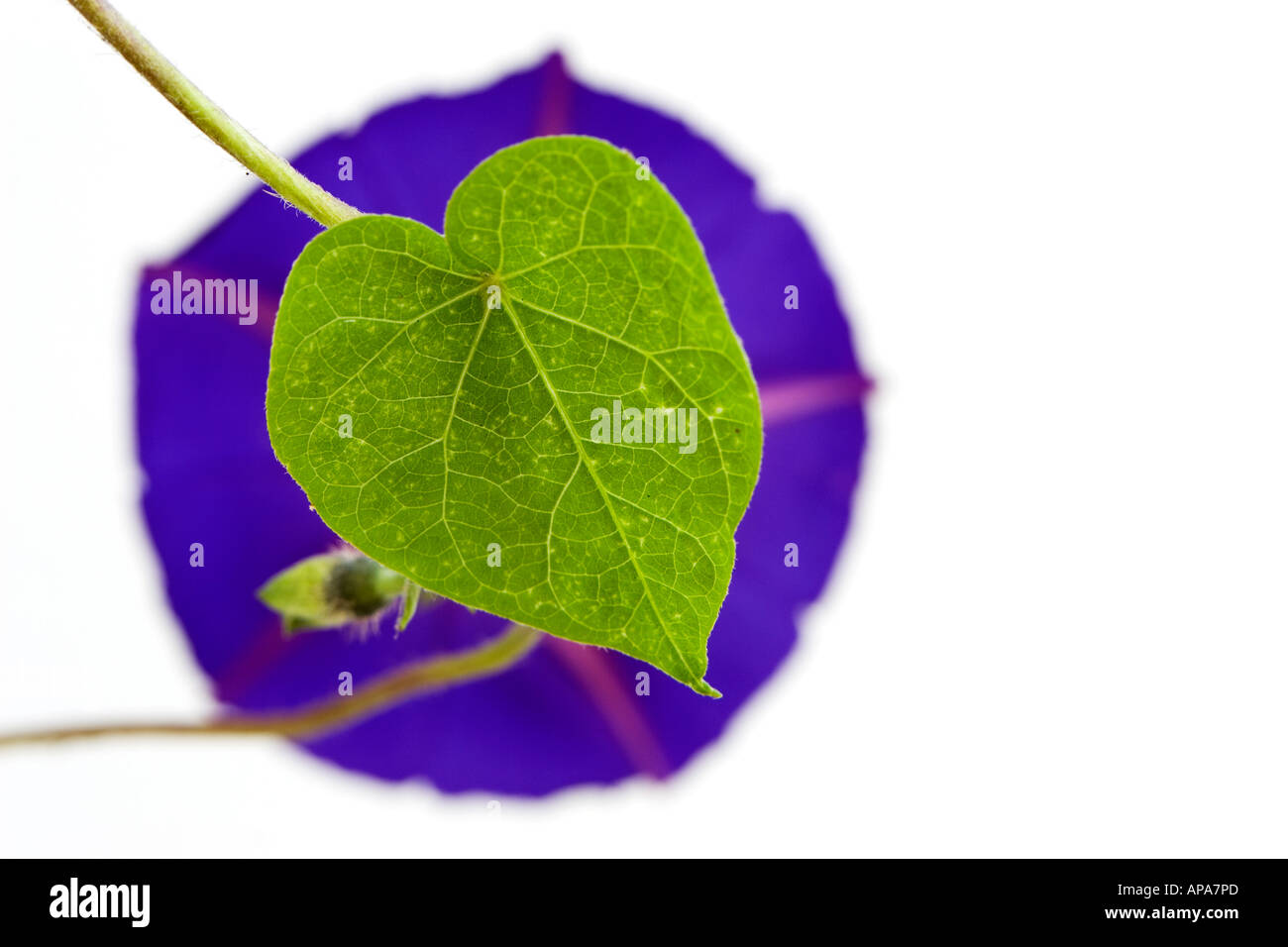 L'Ipomoea purpurea. Gloire du matin des feuilles en forme de coeur et fleurs against white background Banque D'Images