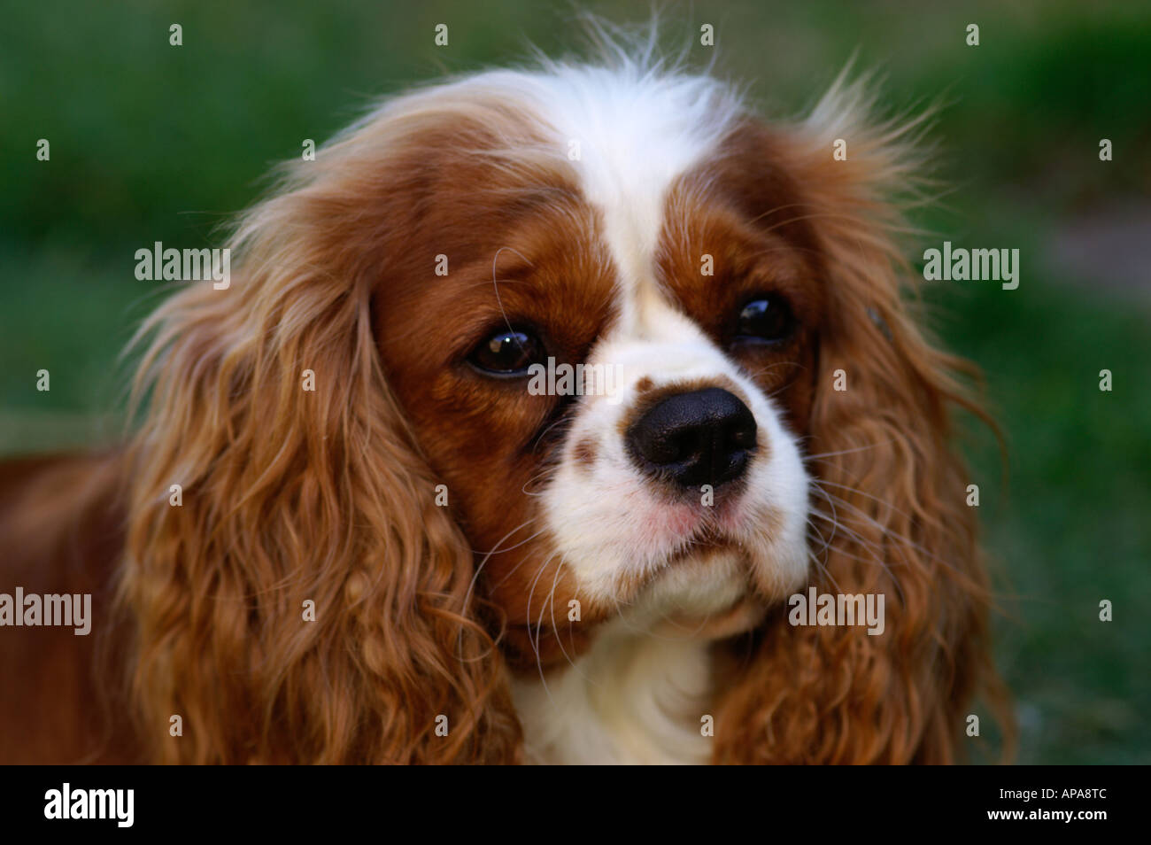 Cavalier King Charles Spaniel Banque D'Images