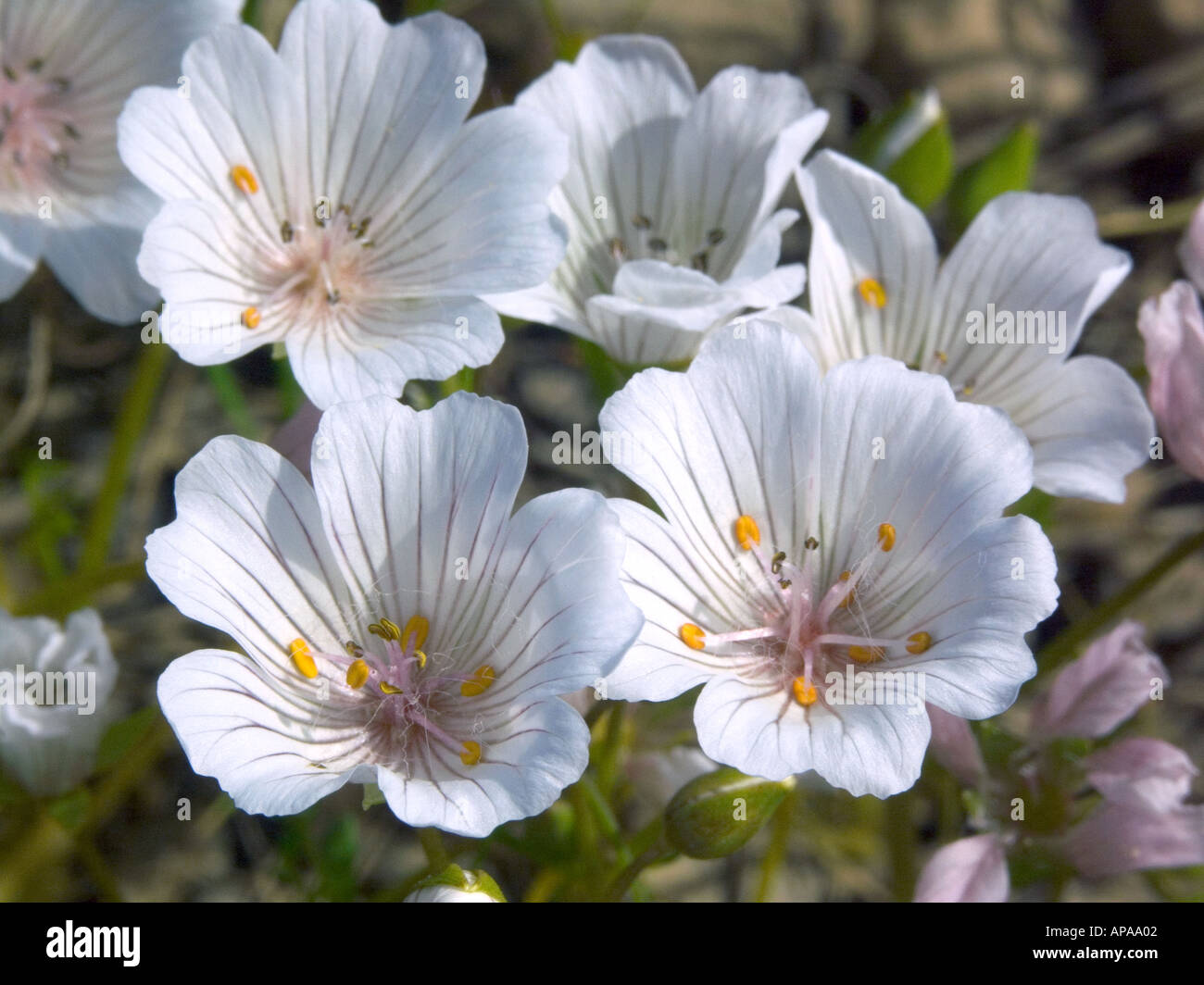 Macoun Limnanthes douglasii var rosea fleurs au printemps la Vallée de Sacramento en Californie Banque D'Images