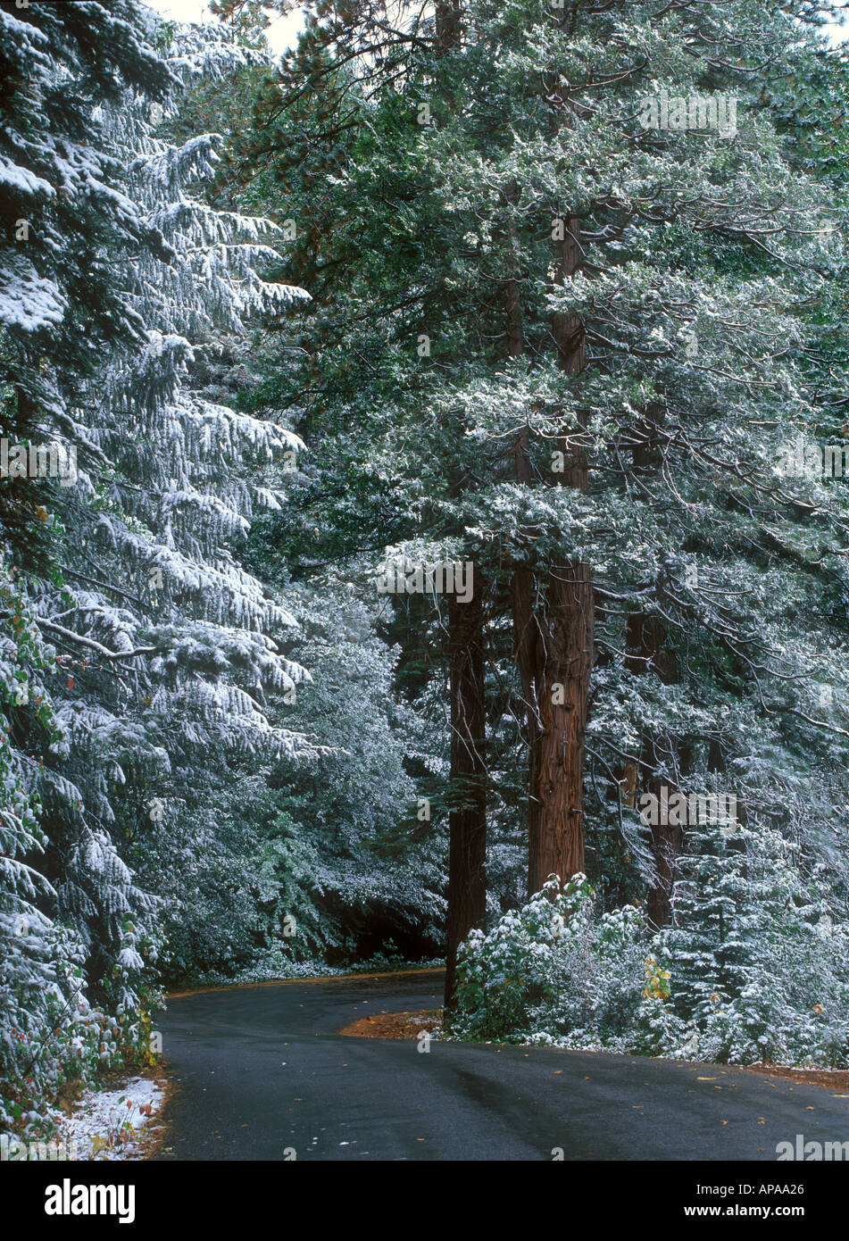 La première neige de l'automne aux poussières les arbres des forêts des montagnes de la Sierra Nevada en Californie Banque D'Images