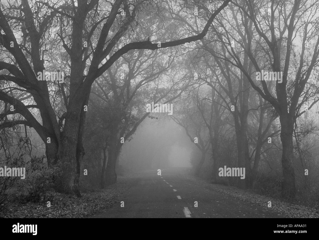 Une petite route serpente à travers les arbres en début de matinée dans le brouillard tule du delta de la rivière Sacramento Banque D'Images