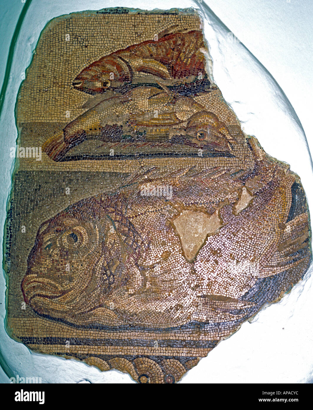 Poisson, mosaïque romaine, Ptolémaïs, Libye Banque D'Images