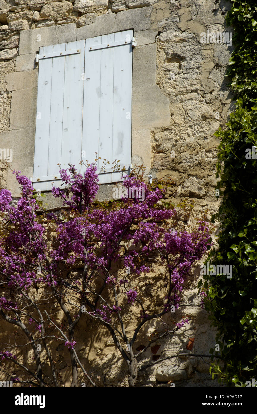 France Provence Luberon Bonnieux village arbre fleuri au printemps et une fenêtre fermée Banque D'Images