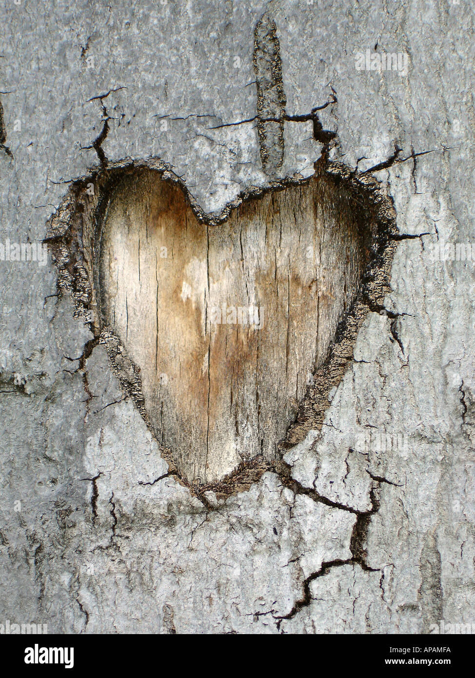 Coeur dans un arbre Herz dans Baumrinde Banque D'Images