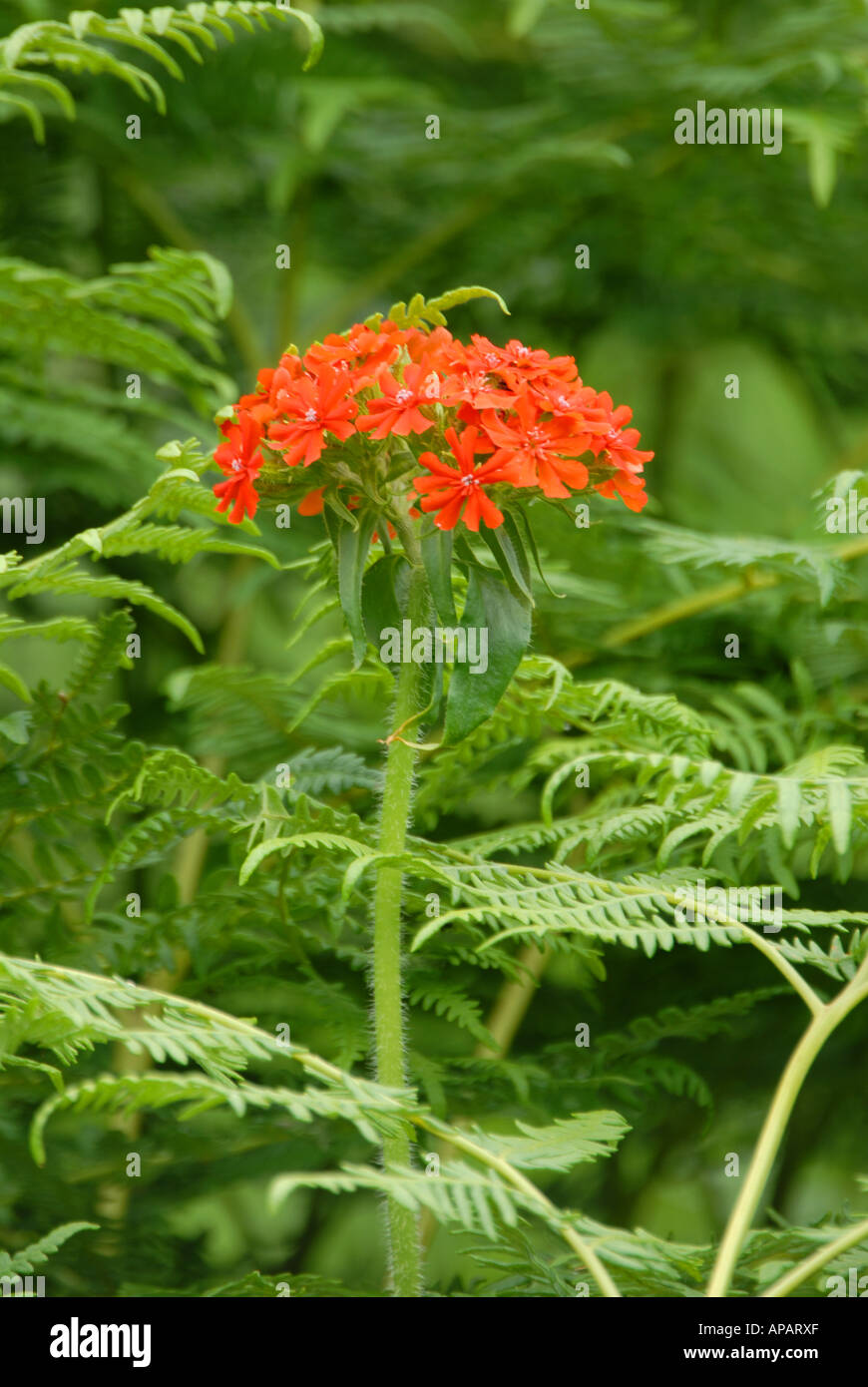 Échapper à la floraison de la croix de Malte à l'état sauvage Banque D'Images