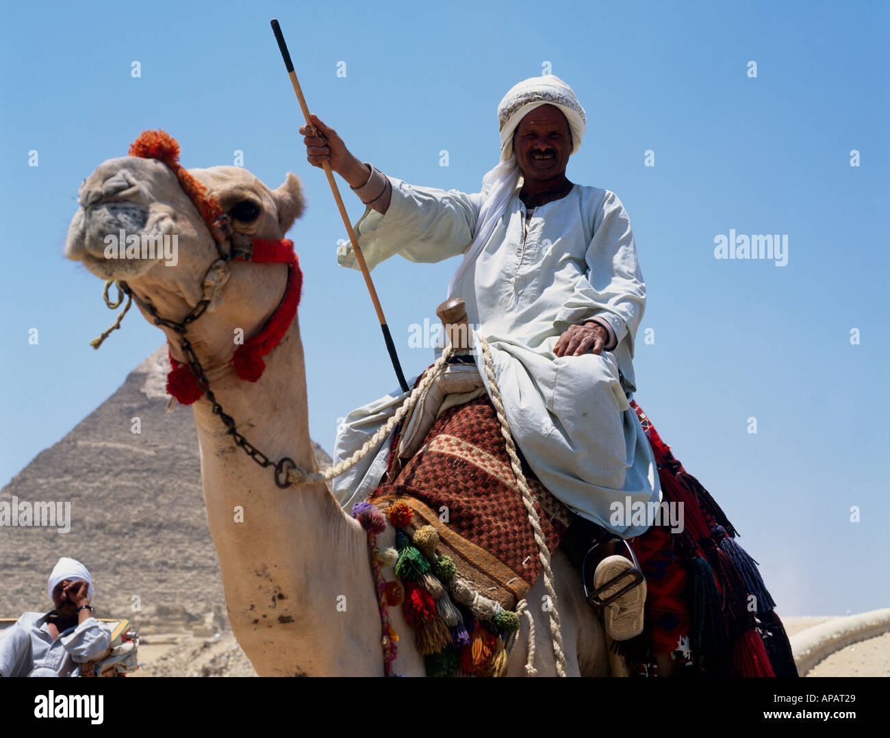 Sur le plateau de Gizeh chameau bédouin Le Caire Egypte Afrique du Nord Banque D'Images