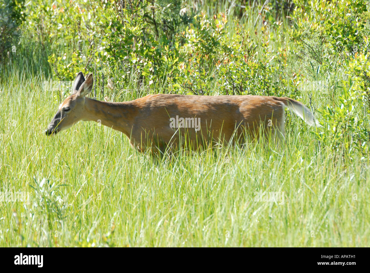Le cerf de Virginie marcher dans l'herbe haute montrant queue blanche Banque D'Images