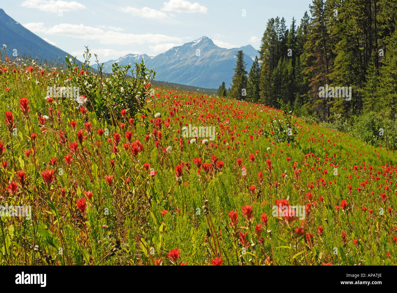 Affichage merveilleux de indian paintbrush dans les Rocheuses Banque D'Images