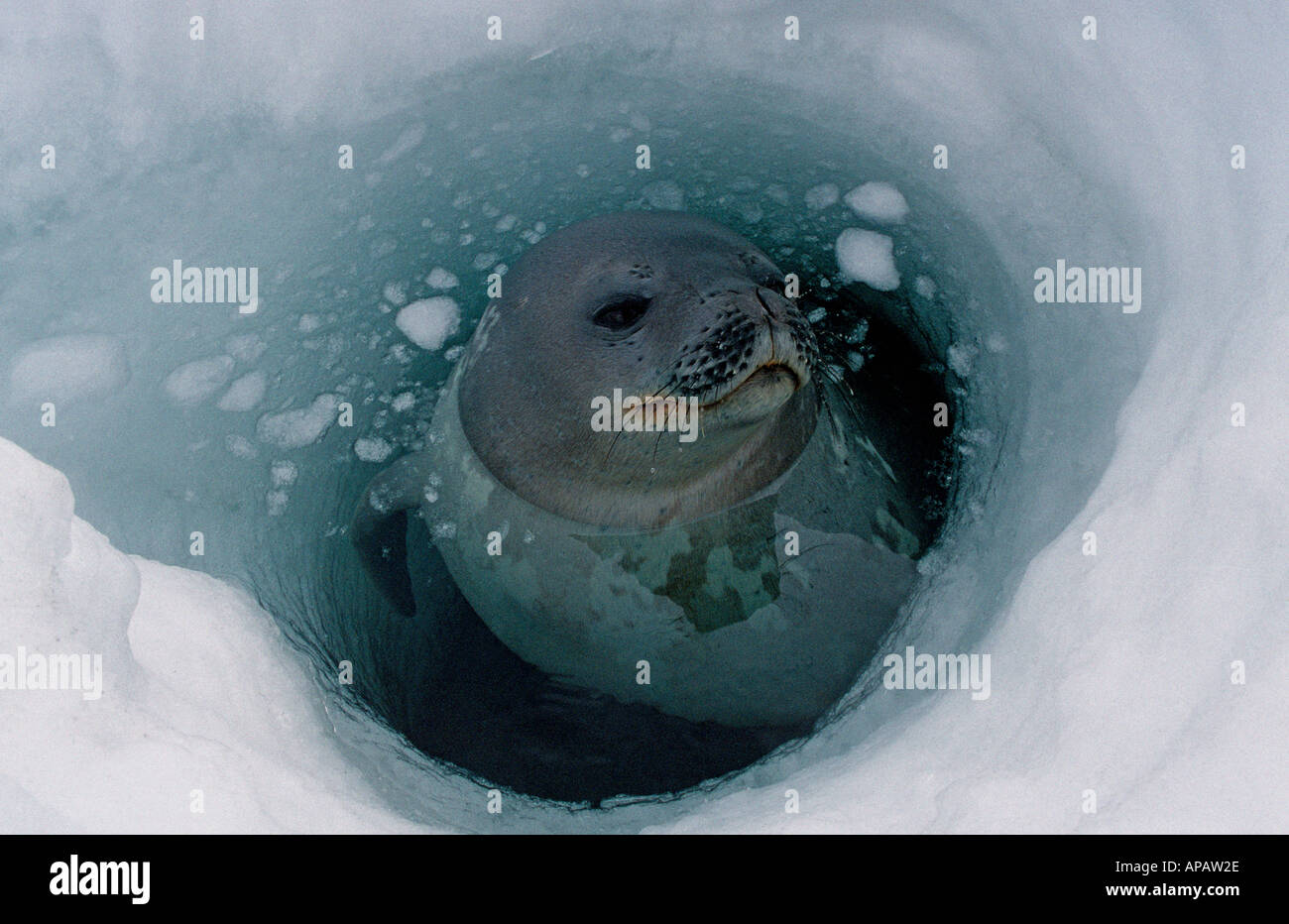 Phoque de Weddell (Leptonychotes weddellii) au trou de respiration, mer
