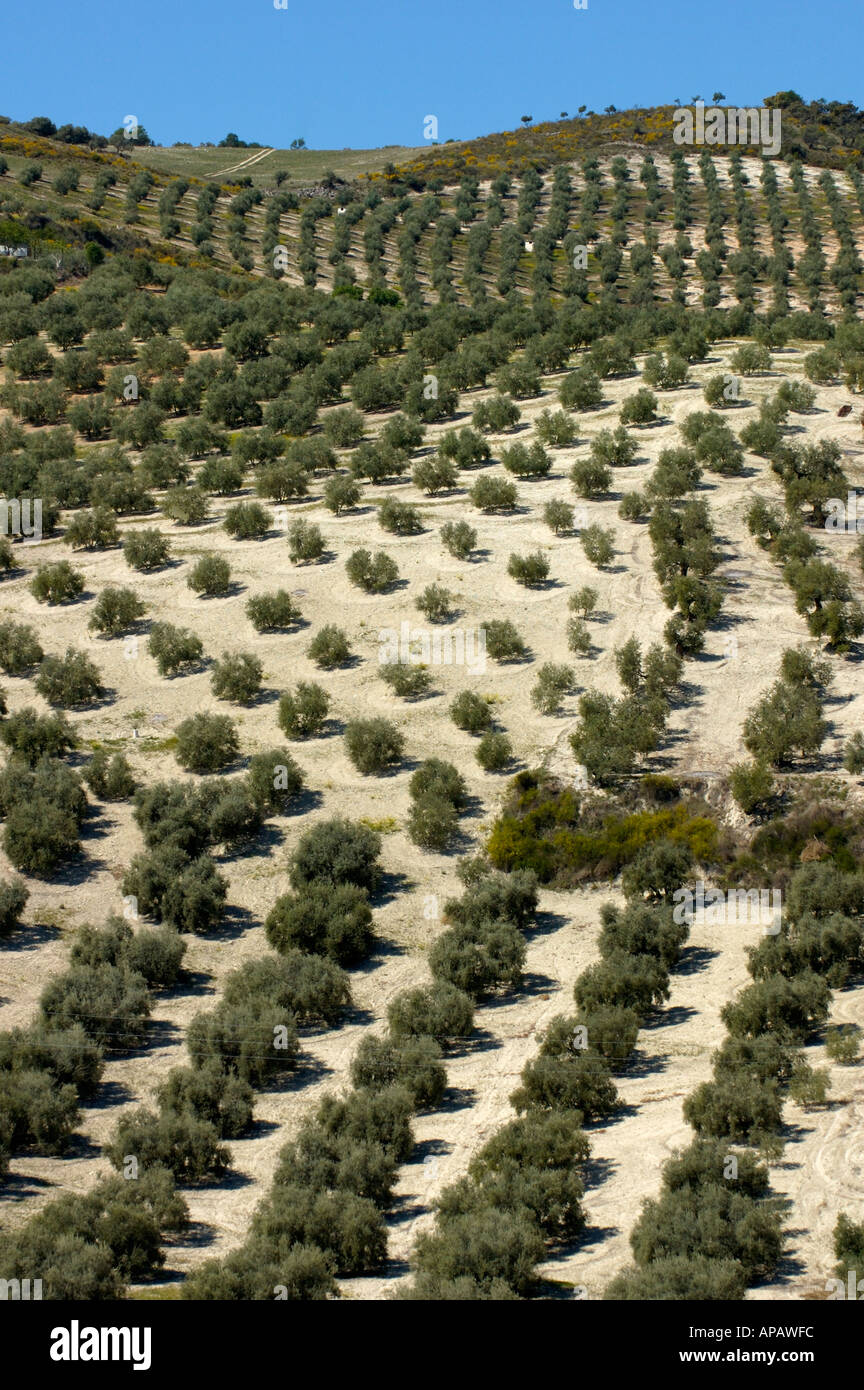 Lignes d'oliviers en Andalousie, espagne. Banque D'Images