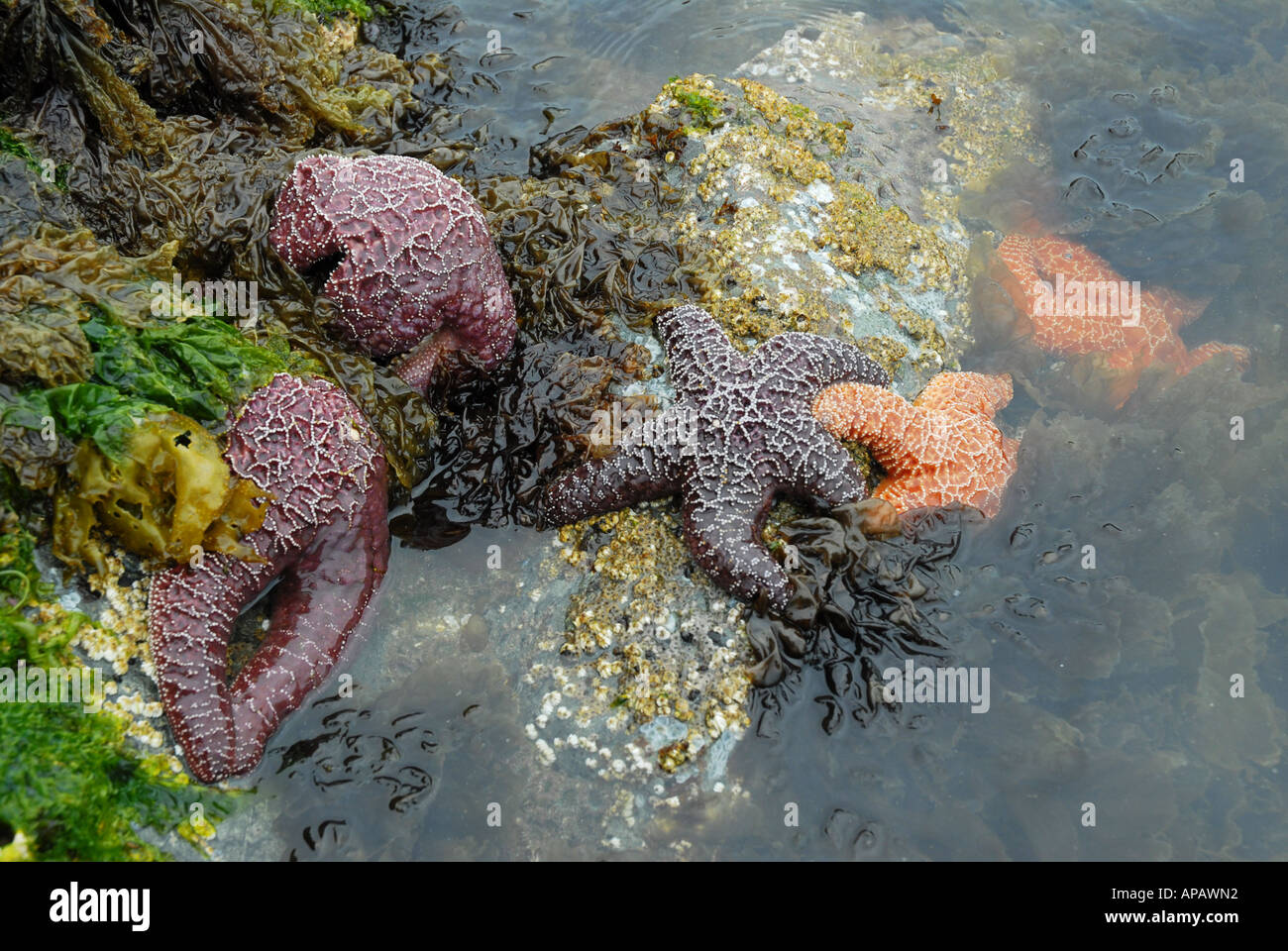 Illustration typique de l'ocre (étoile de mer Pisaster ochraceus) Banque D'Images