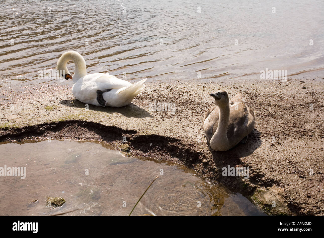 Cygnes sur la rivière à Stoke Gabriel, Devon, Angleterre Banque D'Images