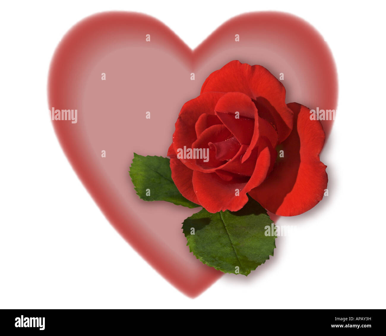 Rose rouge et coeur de la Saint-Valentin Banque D'Images