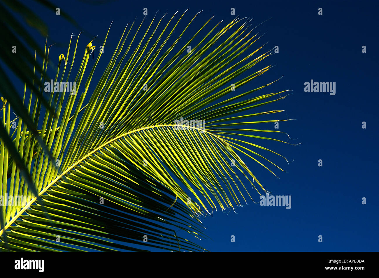 Image de vacances emblématique des feuilles de palmier tropicales contre un ciel bleu profond. Happy Times dans le Queensland, en Australie. Banque D'Images