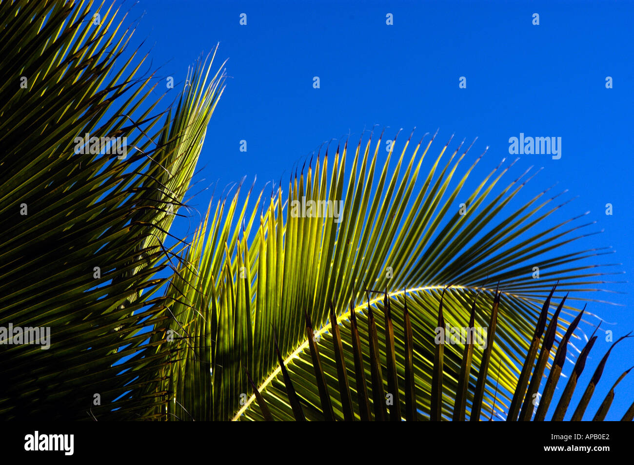 Image de vacances emblématique des feuilles de palmier tropicales contre un ciel bleu profond. Happy Times dans le Queensland, en Australie. Banque D'Images