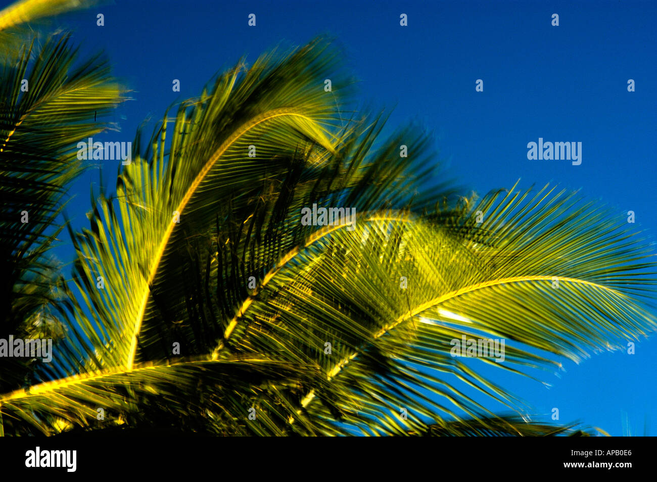 Image de vacances emblématique des feuilles de palmier tropicales contre un ciel bleu profond. Happy Times dans le Queensland, en Australie. Banque D'Images