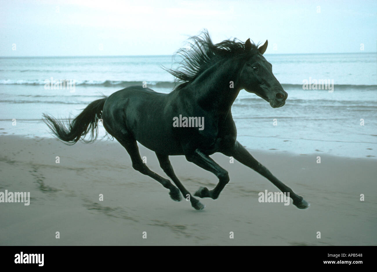 Courses de chevaux noirs galoper le long de vastes côtes du Royaume-Uni Banque D'Images