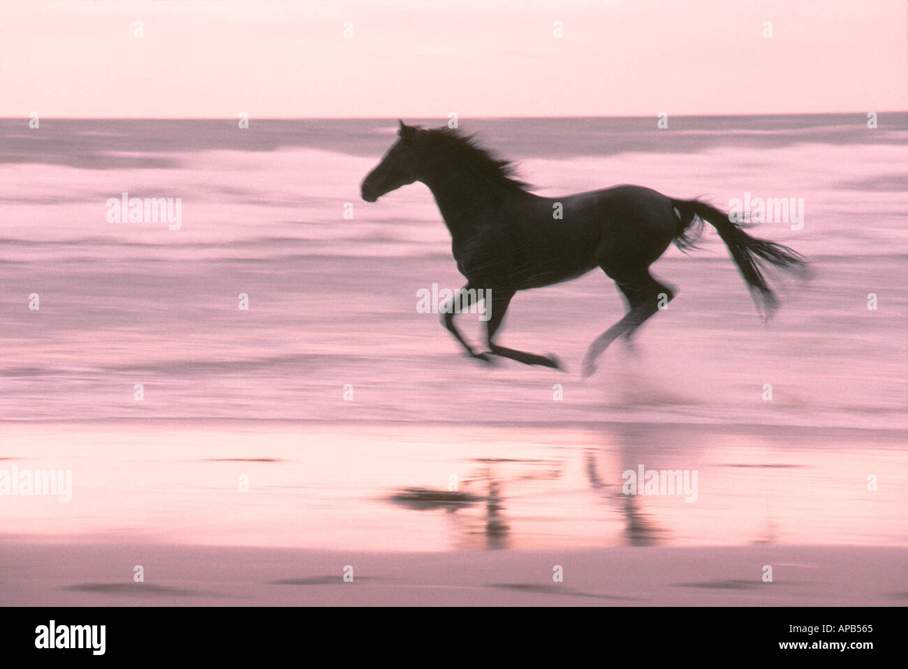 Cheval Noir au galop sur le sable Banque D'Images