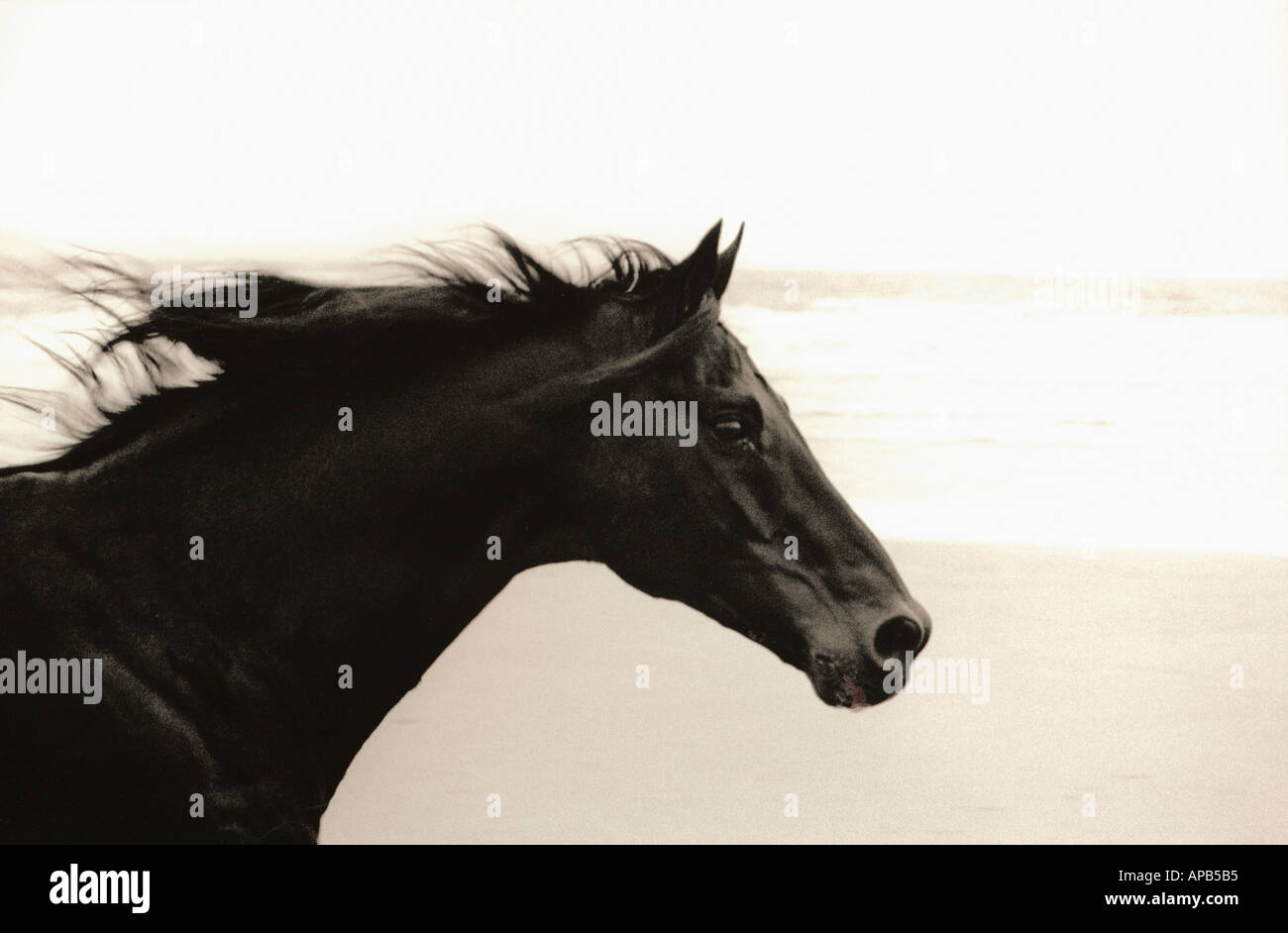 Close up de tête d'un cheval noir au galop sur une plage Banque D'Images