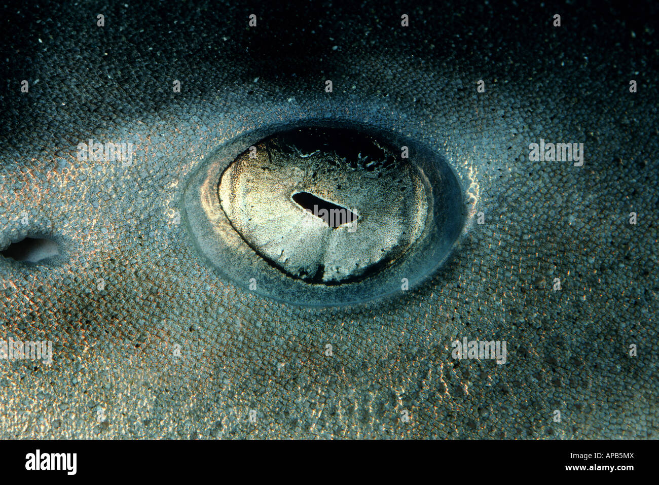 Requin léopard Triakis semifasciata Banque D'Images