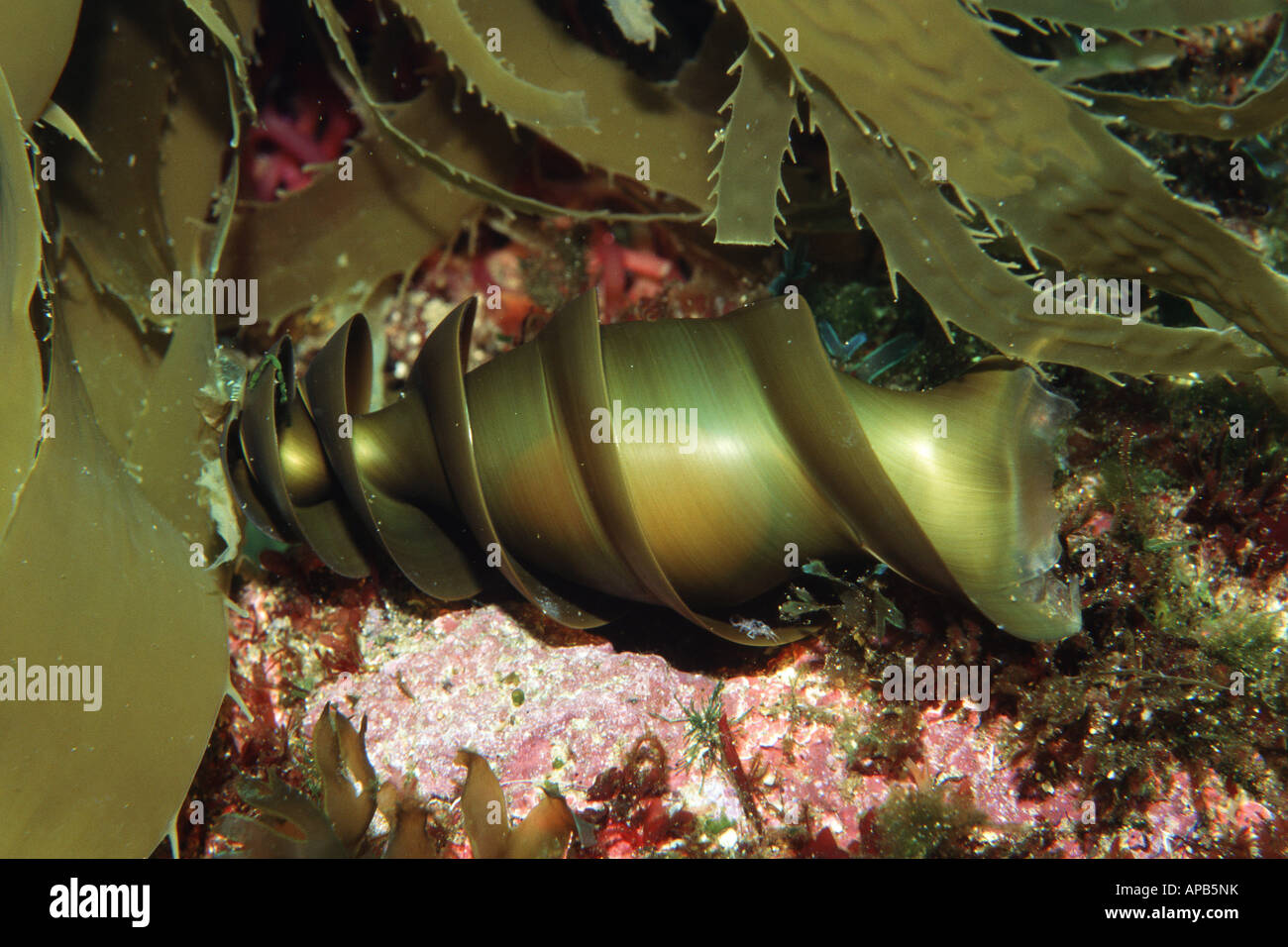 Requins Heterodontus francisci corne pond un œuf qui ressemble à une spirale de lame de varech Banque D'Images
